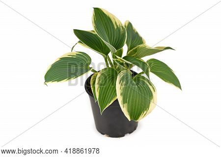 Asian Hosta Plant With Green Leaves With White Edges In Flower Pot Isolated On White Background