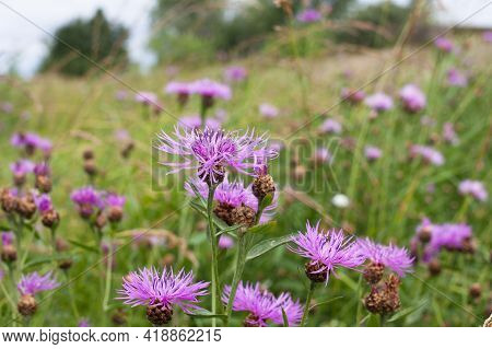 Beautiful Pink Purple Cornflowers (centaurea Jacea) In A Summer Meadow