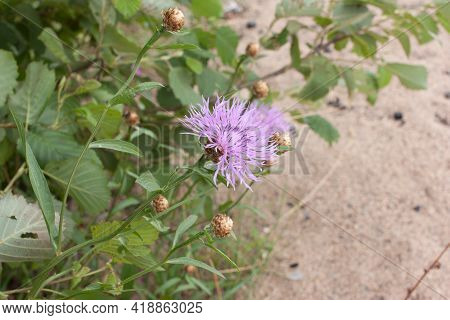 Cornflower Meadow (centaurea Jacea). Lilac Pink Flower On A Background Of Green Grass And Sand