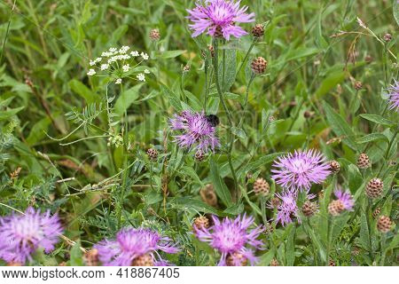 Beautiful Pink Purple Cornflowers (centaurea Jacea) In A Summer Meadow