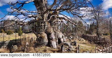 Oldest Oak Tree Of Sweden, Rumskulla Oak Leafless, Travel Destination