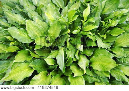 Lush green foliage of decorative plant Hosta (Funkia).                