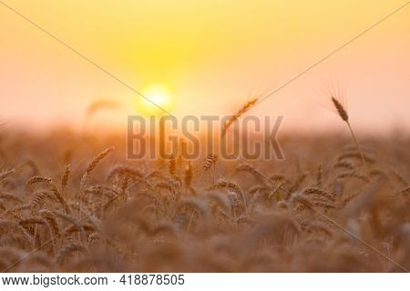 The yellow wheatfield at Sunset, shallow depth of field, Israel,  Ears of wheat close up