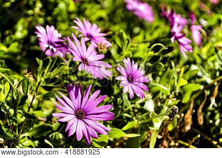 Beautiful Dimorphoteca Ecklonis Flowers In The Garden Under The Sun
