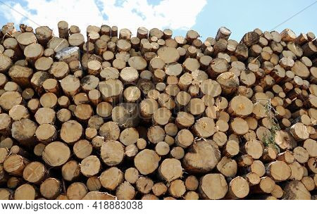 Background Of Many Cut Logs Ready To Be Taken To The Sawmill And Turned Into Furniture