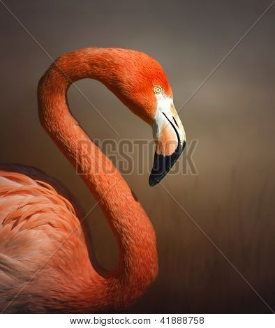 Ritratto di fllamingo Caribean (ruber di phoenicopterus ruber)