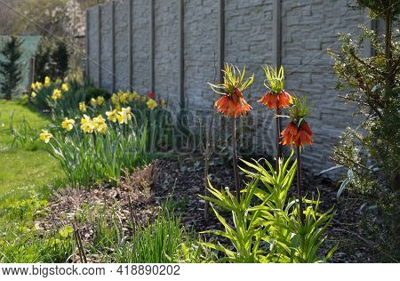 Large Perennials With Red Bells Flowers Along With A Yellow Narcissus Flower In A Bark Mulched Flowe