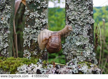 A Large Grape Snail Crawls Along An Old Wooden Fence Overgrown With Moss And Lichen. It Looks From B