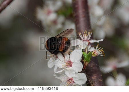 Bumblebee In The Wild. While Flying, It Collects Pollen And Nectar From Small Flowers Gathered In Cl