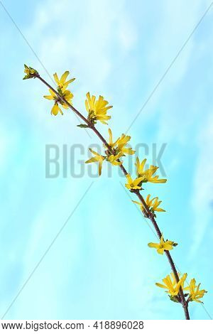 Yellow Blooming Forsythia Flowers In Spring Close-up On A Blue Background. Forsythia Interlude, Or B