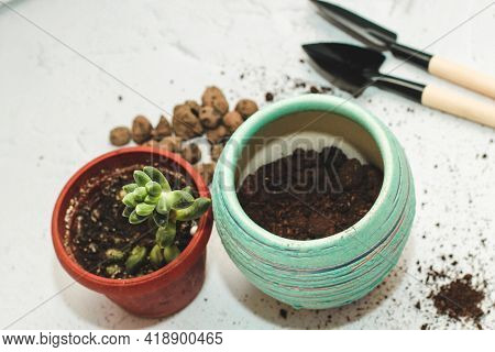 The Succulent Pachyphytum Is Transplanted Into A New Pot Using Garden Tools.