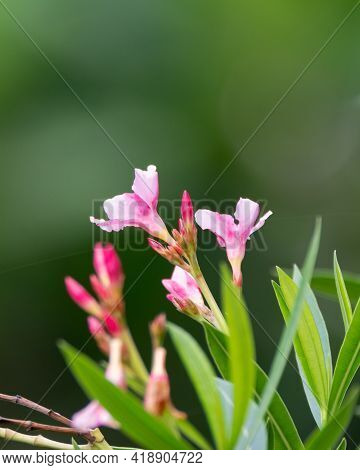Selective Focus On The Beautiful Bloom Of Oleander Flowers (nerium Oleander), Also Known As Nerium I