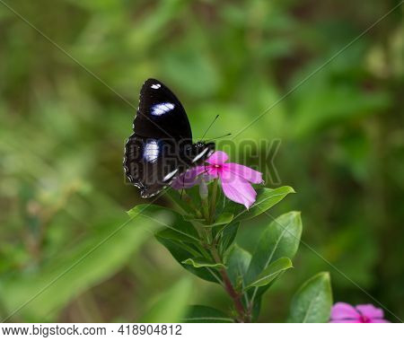 A Blue Moon Butterfly (hypolimnas Bolina), Resting On A Periwinkle Flower In The Garden. Also Known 