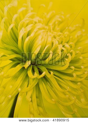 Fiori su tela