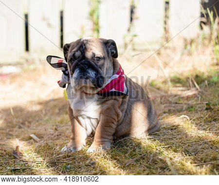 Puppy Of Red English British Bulldog In Neckless Outdoors Sitting And On The Garden