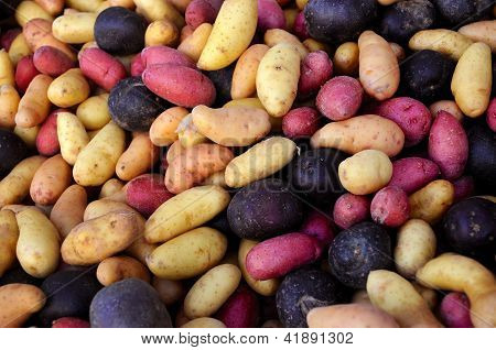 Batatas de alevinos multi-coloridas em um mercado de produtores ao ar livre.