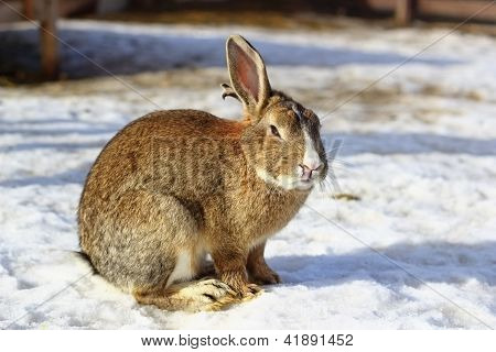 在雪上的大兔子