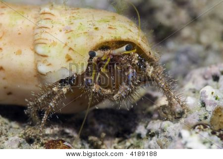 Útes poustevnický krab