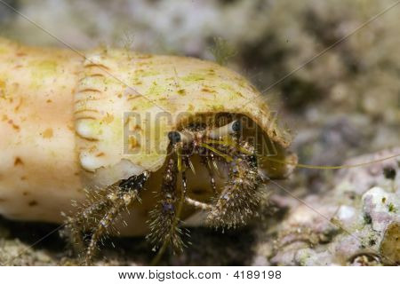 Útes poustevnický krab