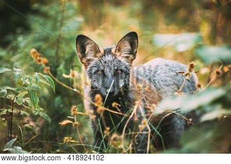 Belarus. Silver Fox Vulpes Vulpes In Autumn Forest. Close Up Fox.