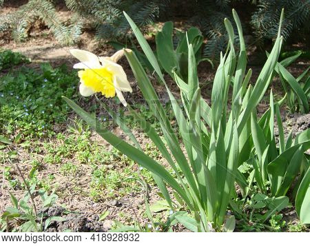 Narcissus Flowers Flower Bed With Drift Yellow. White Double Daffodil Flowers Narcissi Daffodils. Na