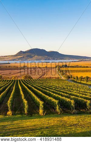 Autumn vineyards under Palava near Sonberk, South Moravia, Czech Republic
