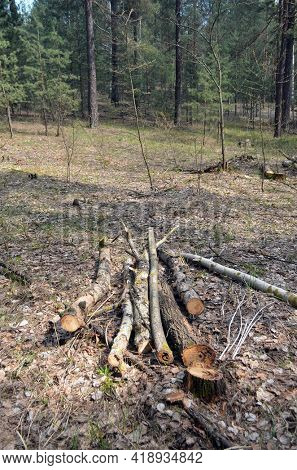 Pine forest in Kiev Region,Ukraine. Natyre of Eastern Europe