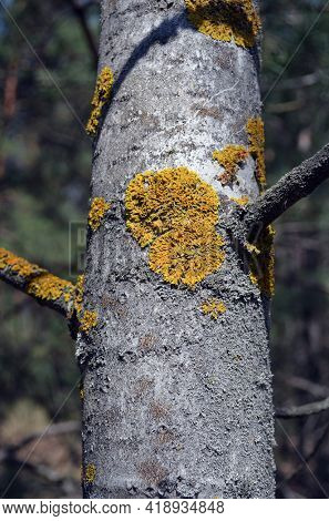 Pine forest in Kiev Region,Ukraine. Natyre of Eastern Europe