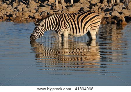ゼブラ飲料水、Okaukeujo の泉