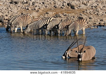 シマウマ、オリックス飲料水、Okaukeujo の泉