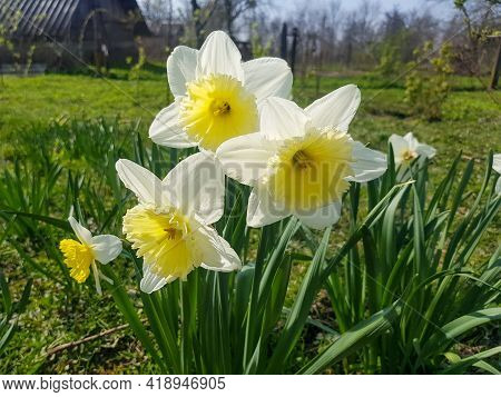 The White Flowers Of Narcissus Tazetta Bloomed In The Garden. Narcissus Tazetta Close-up