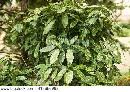 Spotted Aucuba Bush In The Botanical Garden.