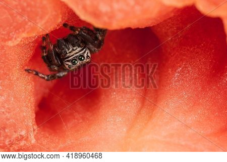 Jumping Spider Inside The Tomato, Resembling A Beautiful Red Scene