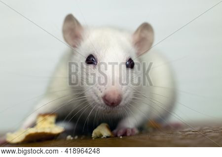 Close Up Of White Domestic Rat Eating Bread Crums.