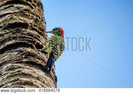 Hispaniolan Woodpecker Or Melanerpes Striatus On Palm Stem Close