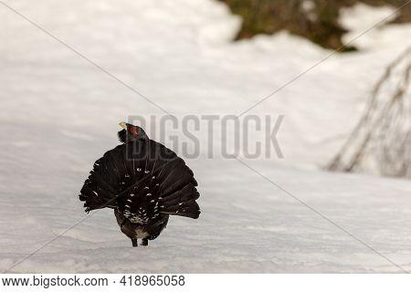Winter Display On Snow Male Capercaillie - Tetrao Urogallus - Tail Seen From Behind