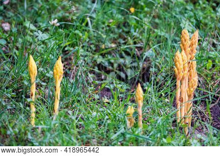 Close Up Of Yellow Burgeon Of Orobanche In The Wild Nature