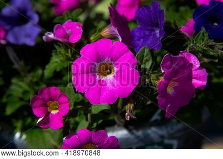 Colorful Petunia Garden Nature Blossom Flora Dreen Violet