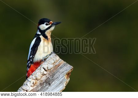 The Great Spotted Woodpecker (dendrocopos Major) On The Dry Trunk With Green Background. Black And W