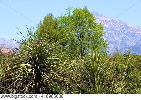 Chaparral Shrubs And Trees Including Yucca Plants On A High Desert Plateau With The San Gabriel Moun
