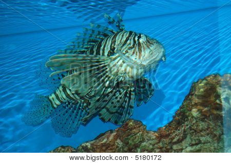 Zebra Fish