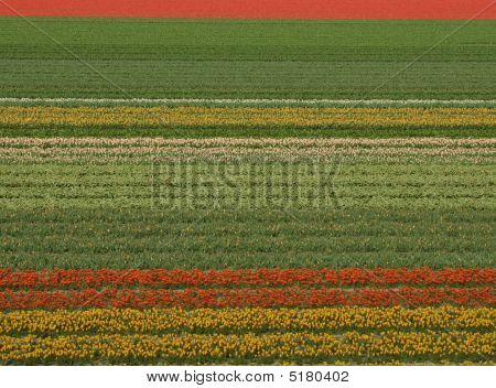 Si tratta di Holland