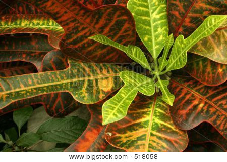 Croton lussureggiante