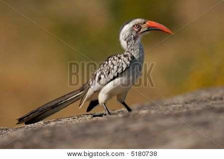 Rød-faktureret Hornbill