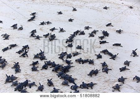 Turtle Hatchlings