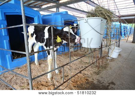 Calf on a dairy farm drinking water from a drinking bowls 