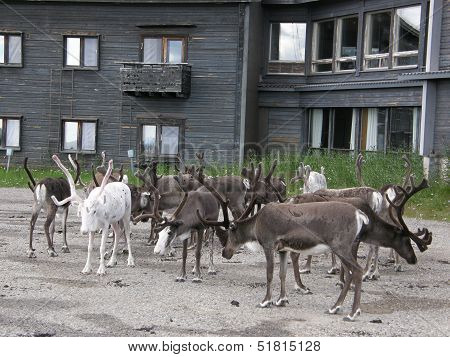 Reindeer herd