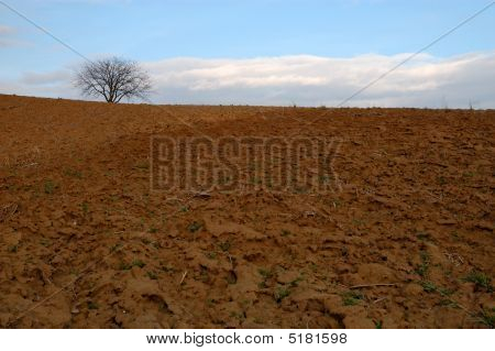 einsamer Baum