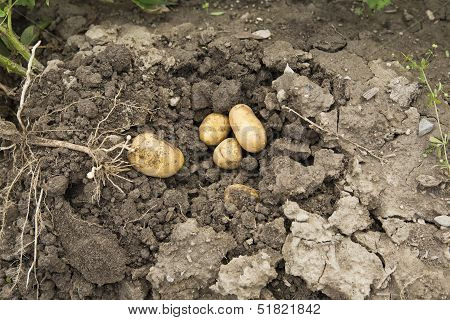 Potato Harvest