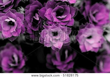 Kalanchoe Flower Blossoms